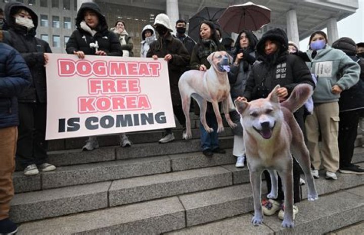 Do they eat dogs in mongolia