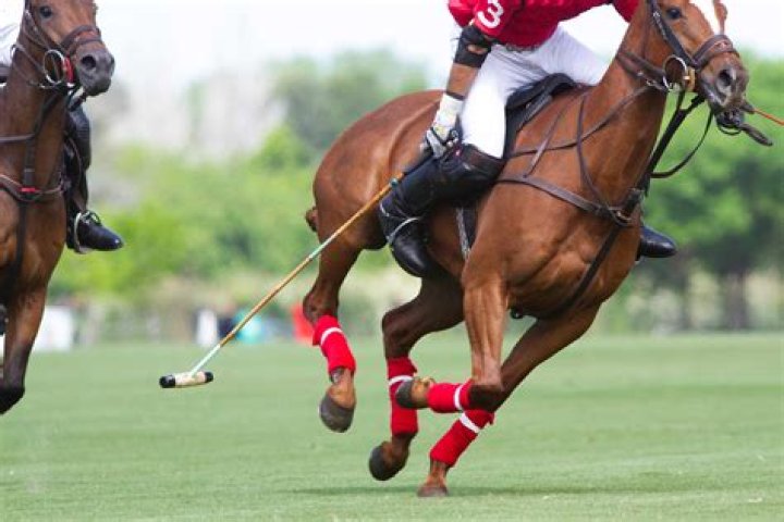 Jonathon Kinchen: Everything To Know About The Horseplayer And Racing Analyst