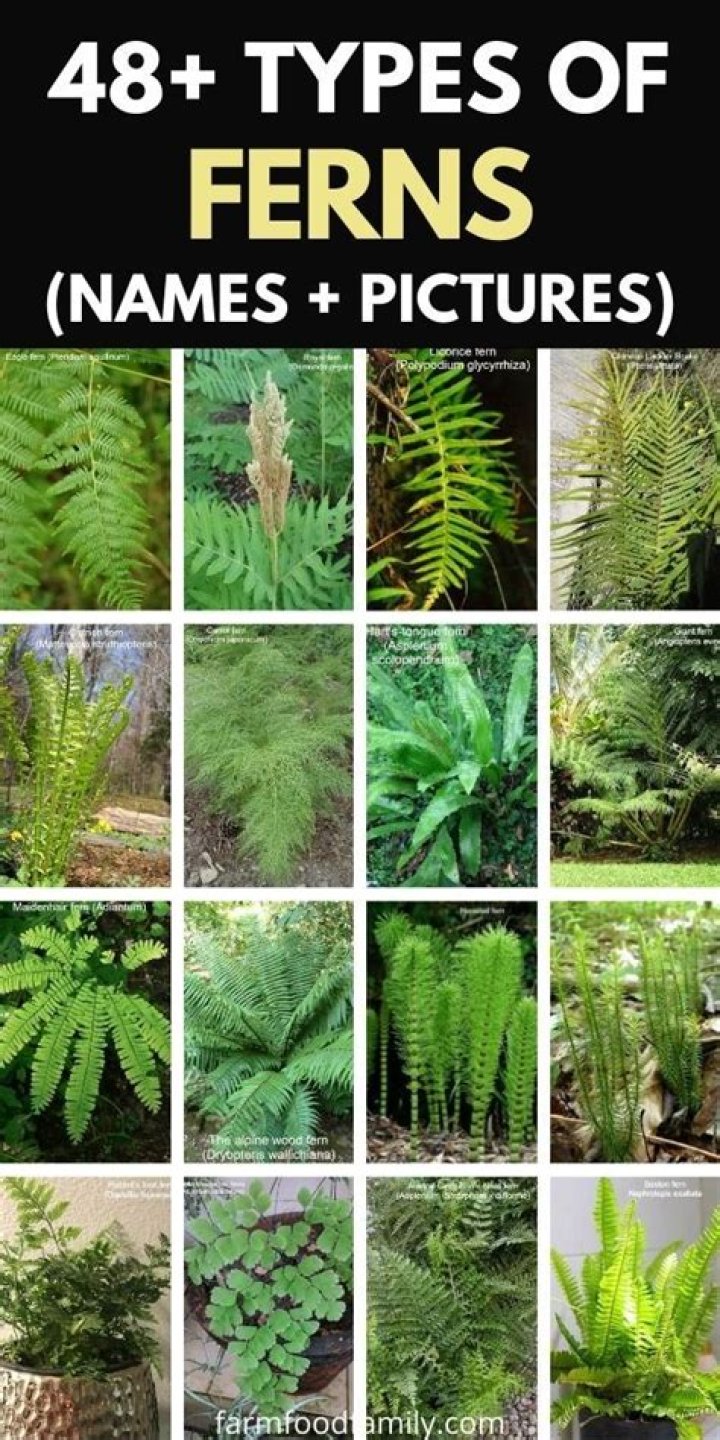 Types of fern plants