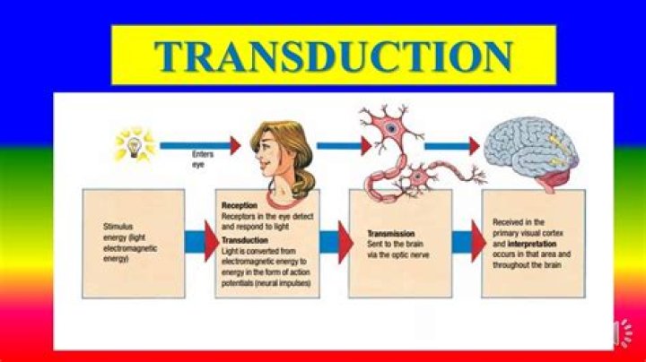 What does transduction mean in psychology